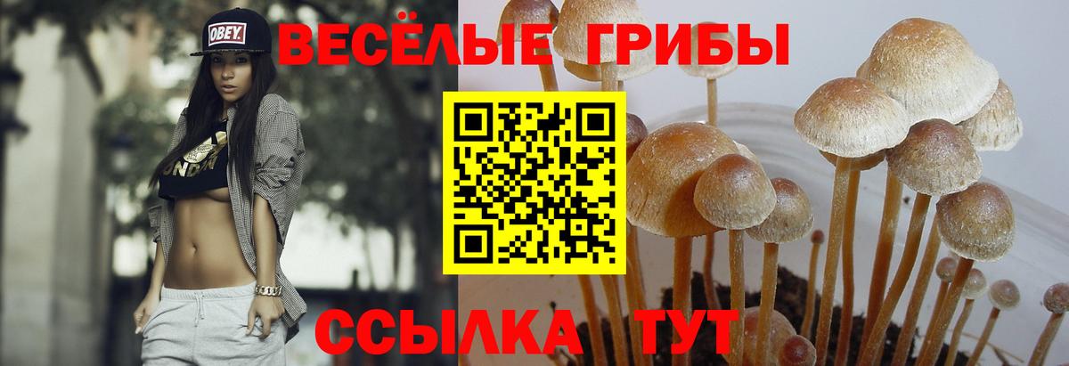 где найти наркотики  Вход с VPN  Чапаевск  Галлюциногенные грибы мухоморы 